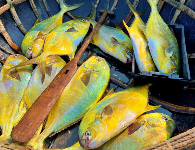 Loại cá 