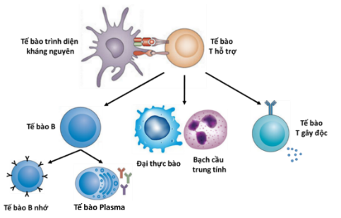 Bản đồ miễn dịch hé lộ điều bất ngờ: Cơ thể người không 'giống nhau' như ta tưởng