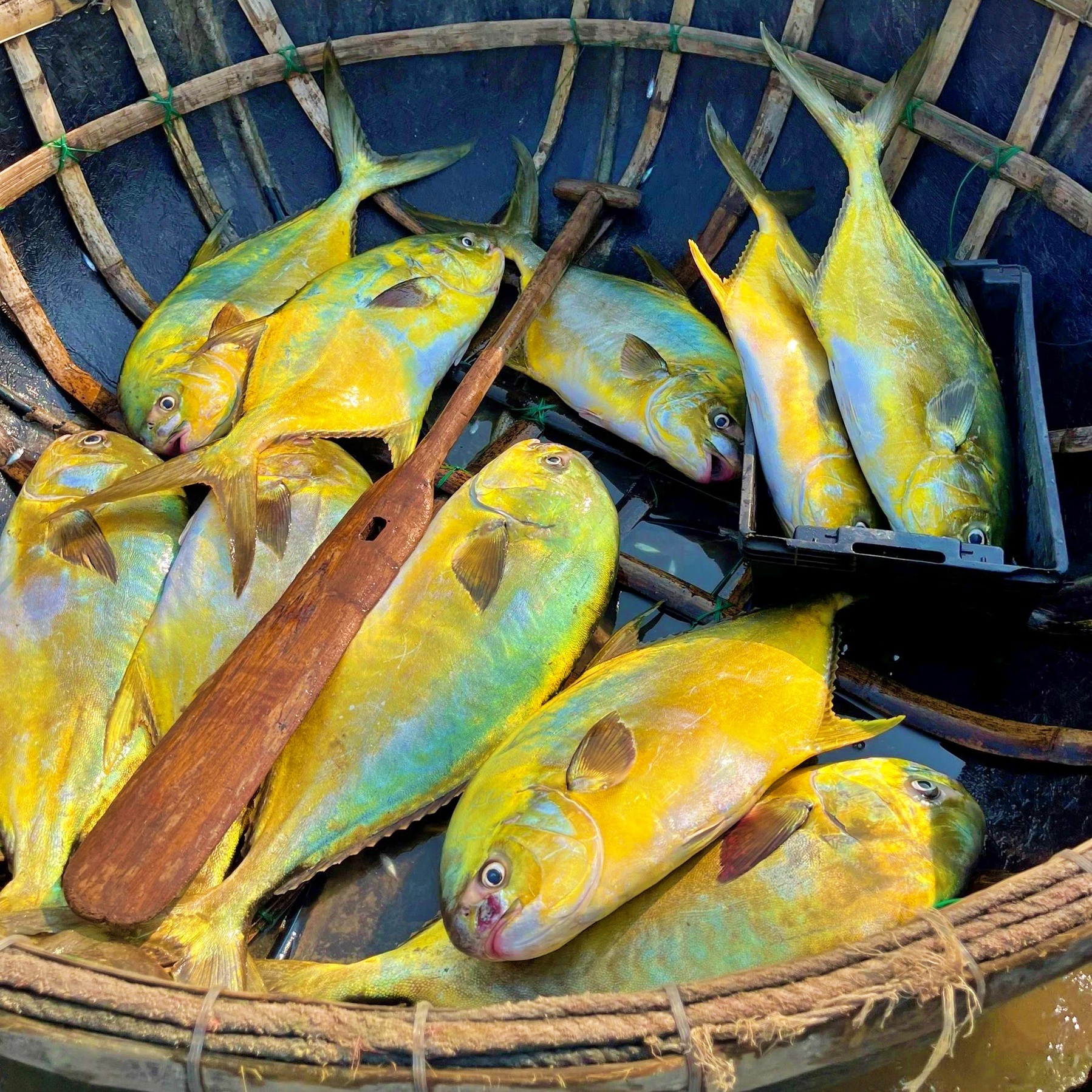 Loại cá 