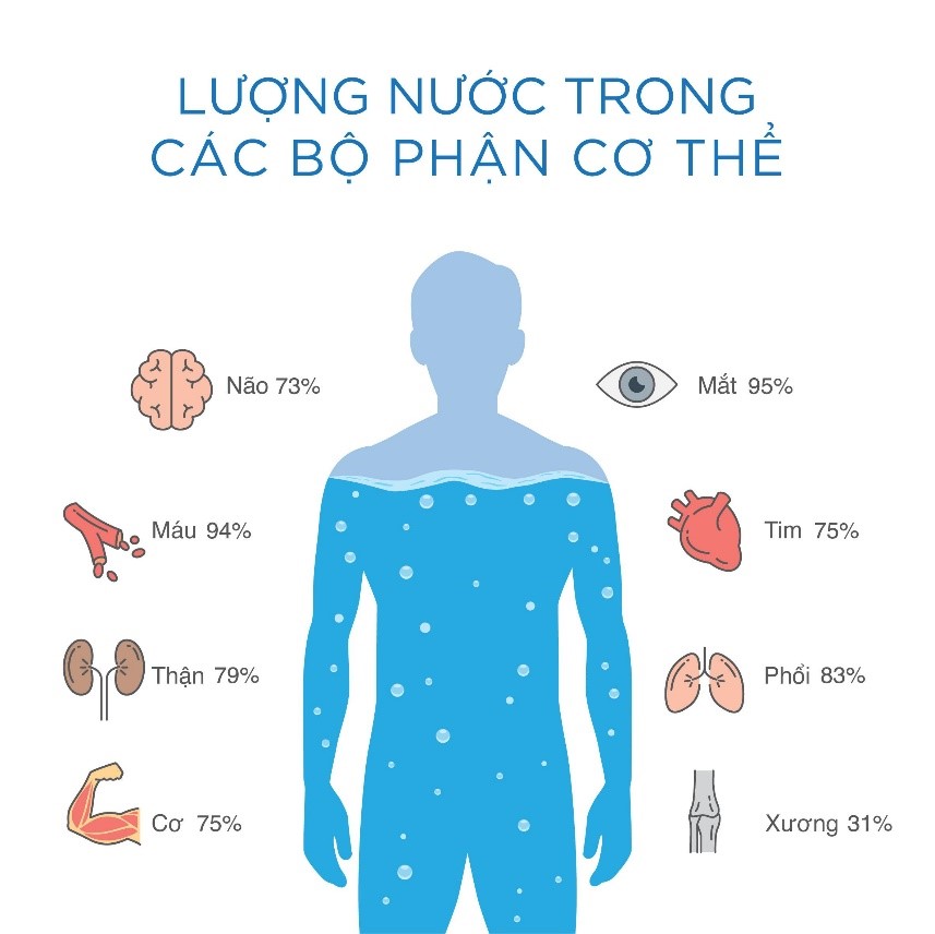 Nước phân bố trong cơ thể như thế nào?