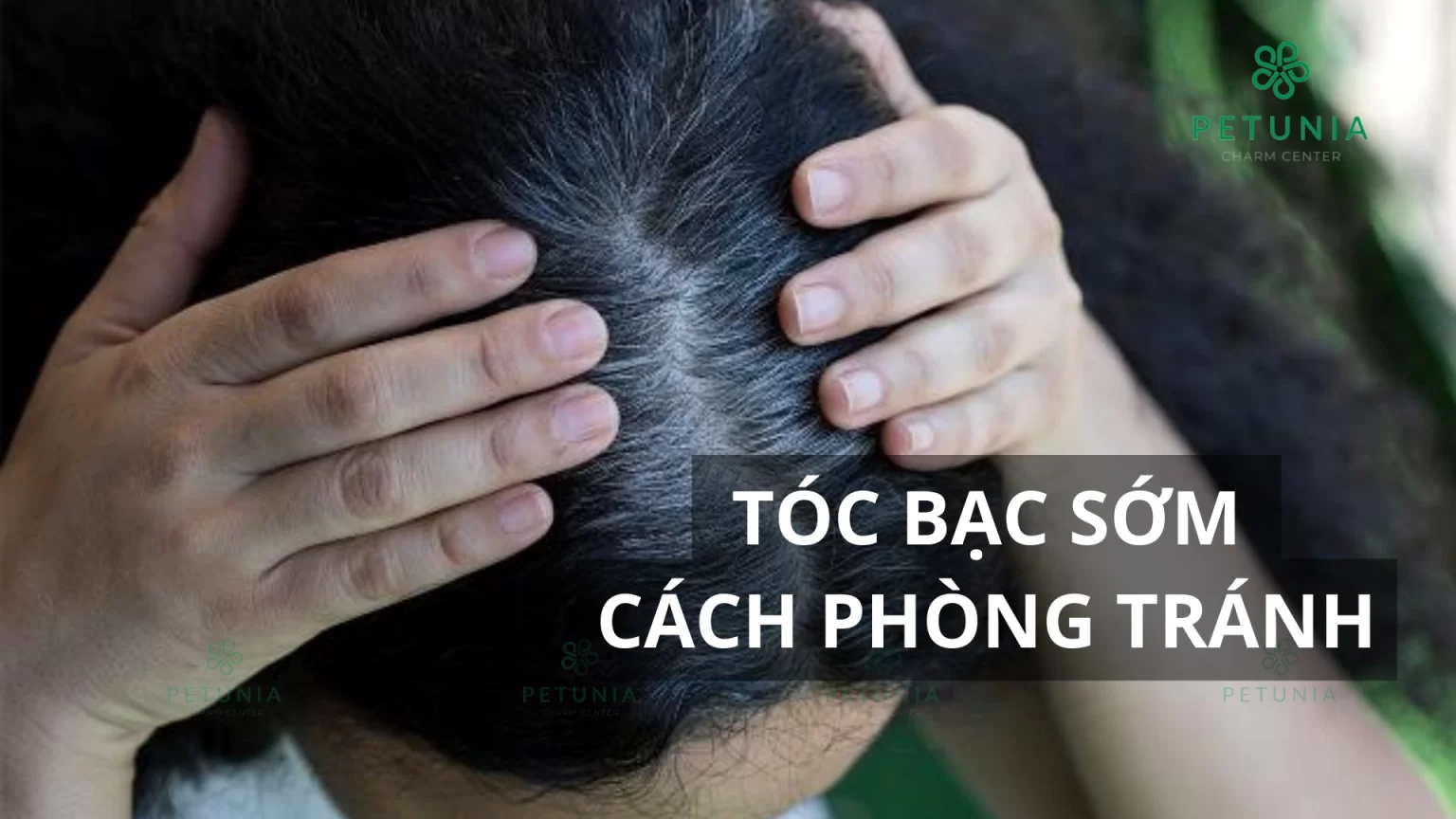 Nhiều người chưa 30 tuổi đã bạc tóc: 3 nhóm người dễ có tóc bạc nhất và 3 cách đơn giản giúp tóc đen lâu hơn