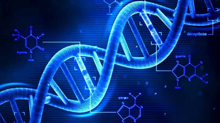 Gene di truyền là yếu tố chính quyết định tuổi thọ con người